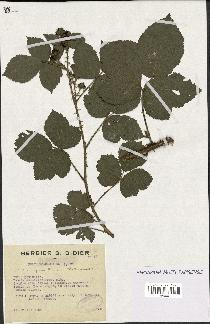 spécimen de Rubus koehleri