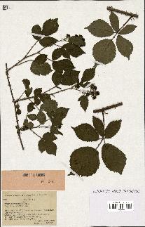 spécimen de Rubus obtruncatus