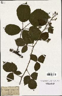 spécimen de Rubus lejeunei