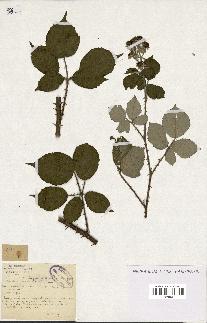 spécimen de Rubus propinquus