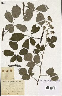 spécimen de Rubus propinquus