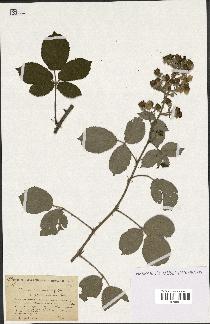 spécimen de Rubus propinquus