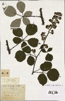 spécimen de Rubus propinquus