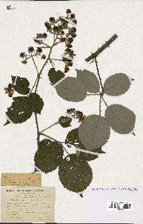 spécimen de Rubus propinquus