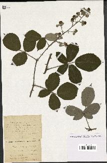 spécimen de Rubus propinquus