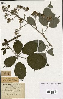 spécimen de Rubus winteri