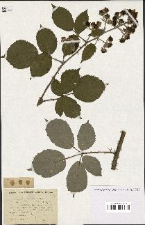 spécimen de Rubus winteri