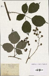 spécimen de Rubus winteri