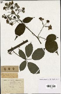 spécimen de Rubus winteri