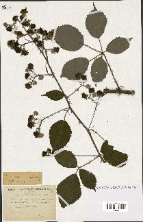 spécimen de Rubus winteri