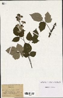 spécimen de Rubus ulmifolius