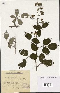 spécimen de Rubus ulmifolius