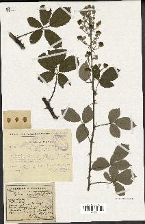 spécimen de Rubus ulmifolius