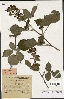 spécimen de Rubus hebecarpus