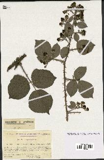 spécimen de Rubus hebecarpus