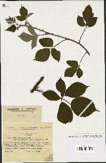 spécimen de Rubus hebecarpus