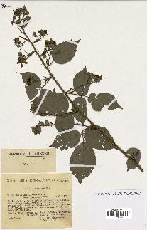 spécimen de Rubus hebecarpus