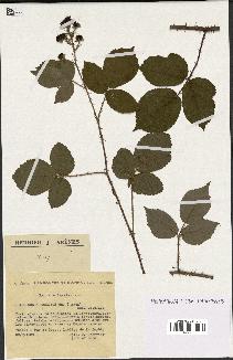 spécimen de Rubus rosaceus