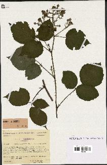 spécimen de Rubus rosaceus