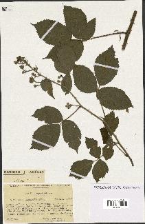 spécimen de Rubus adornatus