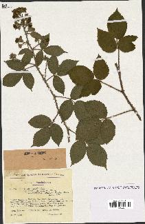 spécimen de Rubus adornatus