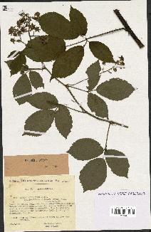 spécimen de Rubus adornatus