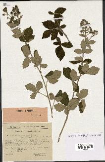 spécimen de Rubus tomentosus