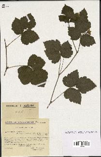 spécimen de Rubus caesius