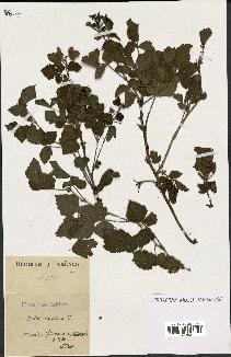 spécimen de Rubus caesius