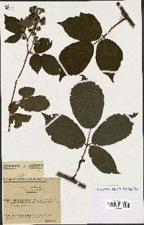 spécimen de Rubus hirtus