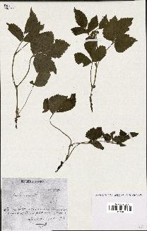 spécimen de Rubus saxatilis