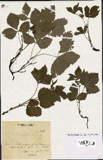 spécimen de Rubus saxatilis