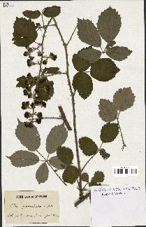 spécimen de Rubus gymnostachys