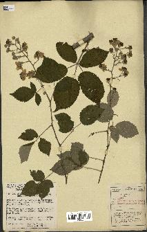 spécimen de Rubus godronii