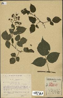 spécimen de Rubus glaucellus