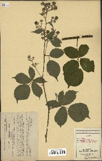 spécimen de Rubus glaucellus