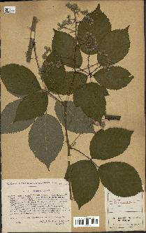 spécimen de Rubus geniculatus