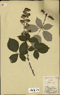 spécimen de Rubus gilloti