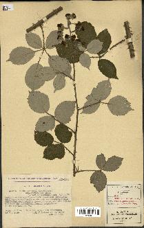 spécimen de Rubus godronii