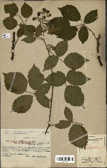 spécimen de Rubus godronii