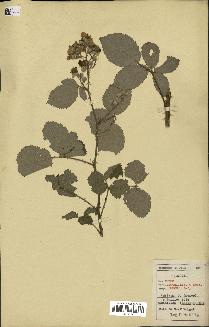 spécimen de Rubus godronii