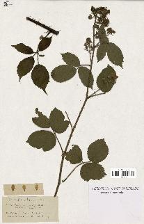 spécimen de Rubus rufescens