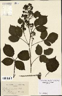 spécimen de Rubus pyramidalis