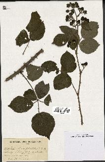 spécimen de Rubus rhamnifolius