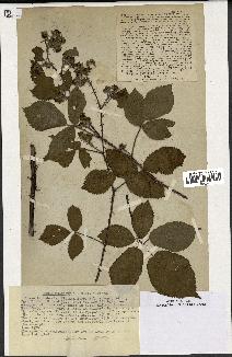 spécimen de Rubus melanoxylon