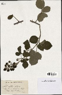 spécimen de Rubus vestitus