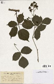 spécimen de Rubus danicus