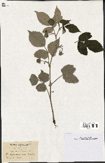 spécimen de Rubus strigosus