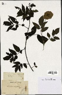 spécimen de Rubus rosaefolius