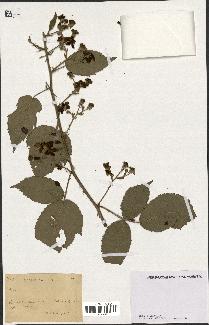 spécimen de Rubus sp.